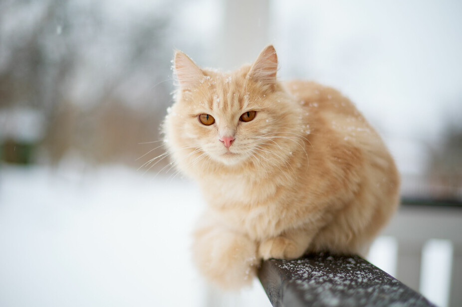 FROSTSKADER: Katter kan i verste tilfelle fryse i hjel eller få frostskader.
