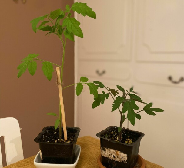 SE FORSKJELLEN: Det er ikke noe mål å få rask vekst på plantene, heller tvert imot. Disse to tomatplantene er sådd samtidig. Den høye, lyse har vokst med for lite lys. Den lave med mørk og fin grønnfarge kommer derimot til å utvikle seg til en sterkere plante.