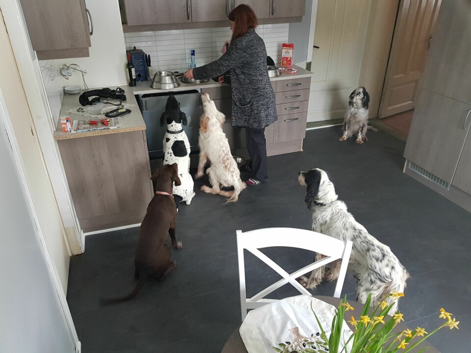 ELSKET DYR: Kari Ann elsket dyr og hadde på det meste fem fuglehunder da hun var frisk.