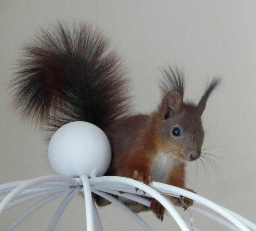 NØTTELITEN BOR I ... HØYBLOKK?! Turid skjønte ingenting da hun hørte lyder i leiligheten sin. Heldigvis hadde hun kameraet tilgjengelig da Nøtteliten kom på besøk i 12. etasje. Ifølge Turid sitter ekornet her på barskapet hennes.