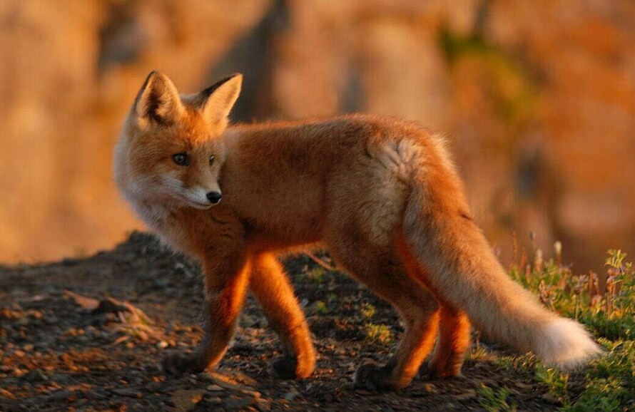 RØDREV: Dette bildet av en rev er et annet bilde Turid er spesielt godt fornøyd med Det ble også tatt i 2014 oppe på fjellheisen i Tromsø. – Jeg skulle fotografere solnedgangen, men hørte noen lyder og snek meg bort, sier hun.