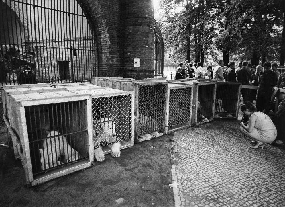 <b>SPONSEDE KALD-KRIGERE:</b> Seks isbjørner venter på å flytte inn i Berlin Zoo i 1967. Dyrene var en gave fra selskapet Möbel-Hübner − den kapitalistiske måten å gjøre ting på. I den konkurrerende Tierpark i Øst-Berlin var sugerør i statskassen saliggjørende.