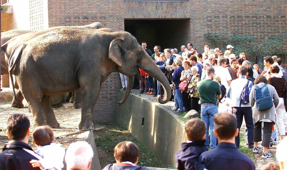<b>EN SIKKER VINNER:</b> Elefanter trekker publikum og publikum betyr suksess. Det visste både direktør Klös her i Berlin Zoo og hans østtyske evige rival − den misunnelige Dathe.