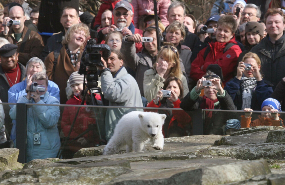 <b>TIDENES STØRSTE:</b> Isbjørn­ungen Knut er den største stjernen gjennom alle tider i Berlin Zoo, slik han huskes av berlinerne. Som en søt isbjørn­baby med stålkontroll på sitt publikum.
