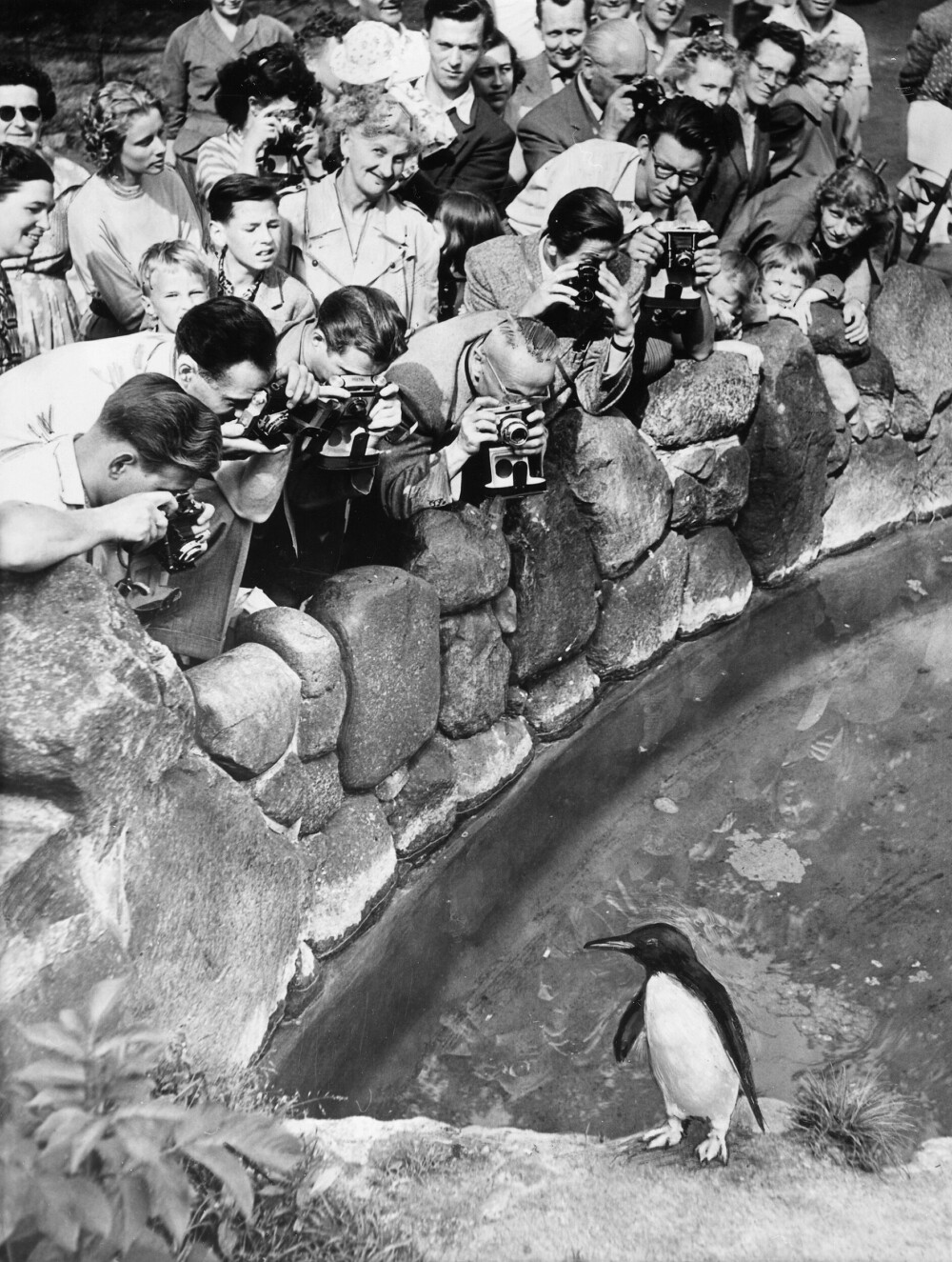 <b>LØNNSTYV:</b> <br/>En av pingvin­ene i Berlin Zoo i 1956. De pop­ulære fuglene ble kjøpt av dyreparkens egne ansatte, som sa fra seg en hel måneds­lønn for å møte satsingen på dyrehagen i Øst-Berlin. 