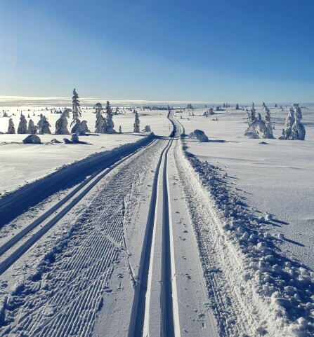 MYE SNØ: Gåsbu og Hedmarksvidda er et snøsikkert sted med et stort løypenett og milevis med skispor.