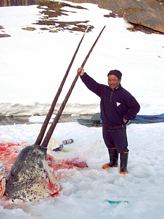 <b>UVANLIG:</b> Inuitene er blant de få som fanger narhval. En sjelden gang treffer de på dyr utstyrt med to støttenner.