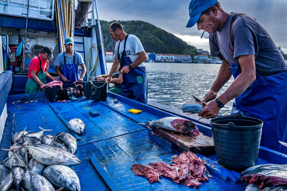 <b>NÆRINGSVEI:</b> Som turisme er jordbruk og fiske de viktig­ste nærings­veien på Azorene. 