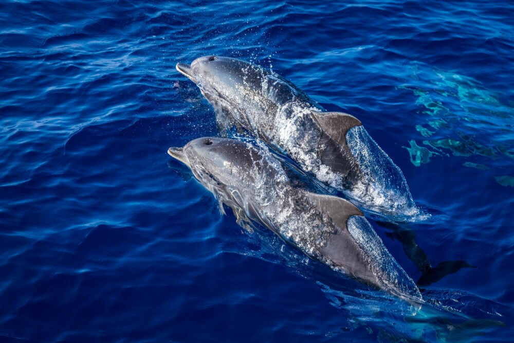 <b>FORESTILLING:</b> Delfinene leker seg i farvannet rundt Azorene. 