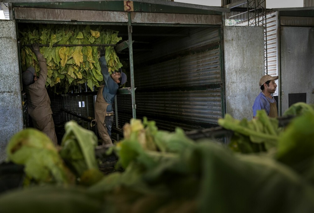 <b>TUNGT ARBEID:</b> Innhøsting og tørking av tobakksbladene koster krefter.