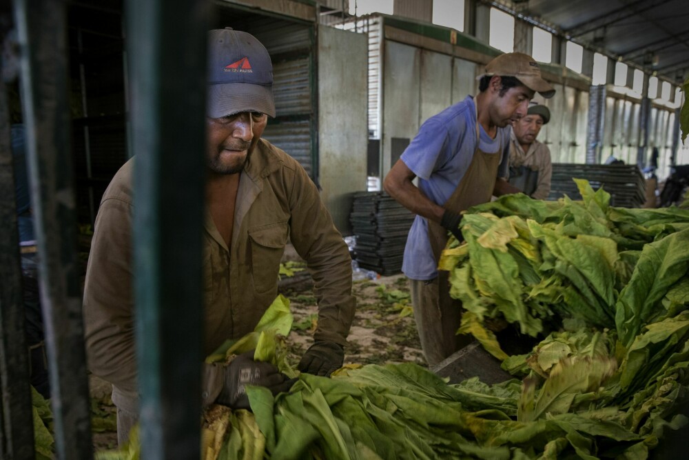 <b>TIL TØRK:</b> Manuel, til venstre i bildet, og tre kollegaer henger opp innhøstede tobakksblader til tørk. Her skal de henge en uke.