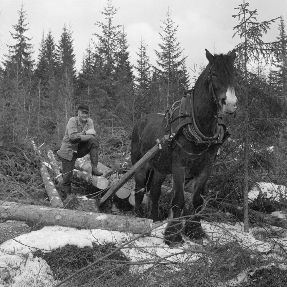 <b>TRANSPORT:</b> Hesten ble brukt til å transportere tømmeret ut av skogen til et stykke ut på 60-tallet.