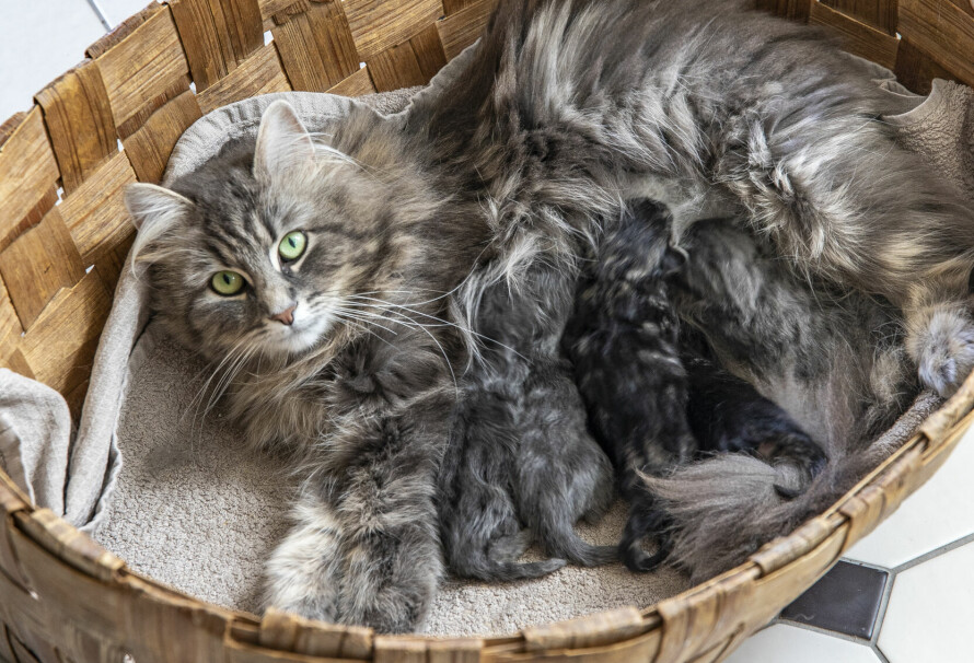 SØTE NØSTER: Therese er glad i katter, og til hennes store glede har pusen hennes nettopp fått et kull kattunger.