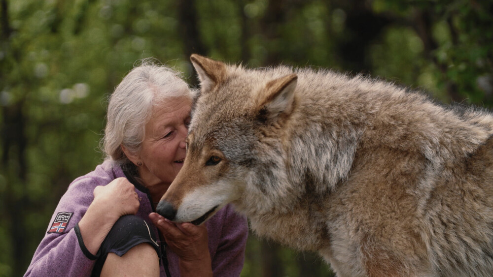 <b>KOMMUNIKASJON:</b> I 44 år har Tuva hatt et helt spesielt forhold til ulver.