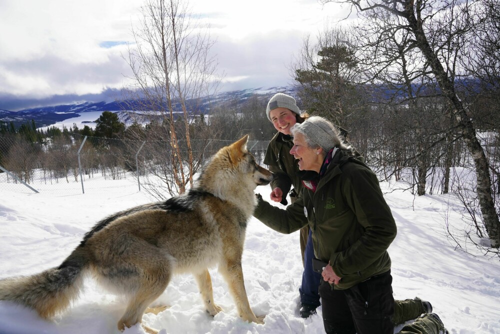 <b>DYREKJÆRE:</b> Vi har begge evnen til å kommunisere og lese dyr, og det er en styrke, sier Marie og Tuva. Her med ulven Nare. 