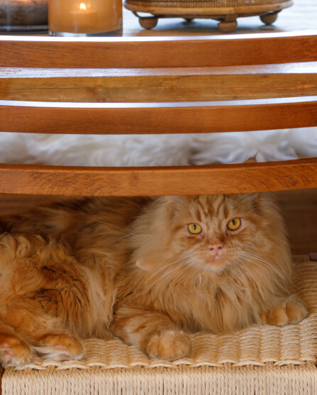 HØRER MED: Katten Wiggo er alltid med på hytta.