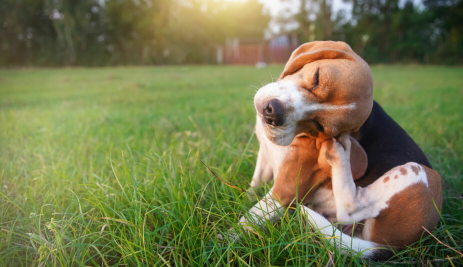 KLØE: Klør hunden seg mye, kan det skyldes loppebitt, men mer vanlige årsaker kan være parasitter, for eksempel lus, midd eller reveskabb, hudinfeksjoner med bakterier eller sopp, samt allergier.