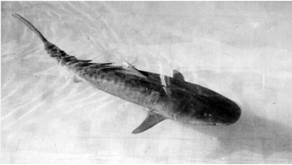 <b>TREKKPLASTER:</b> Tigerhaien i saltvannsbassenget i Coogee før den avslørte mageinnholdet sitt. 
