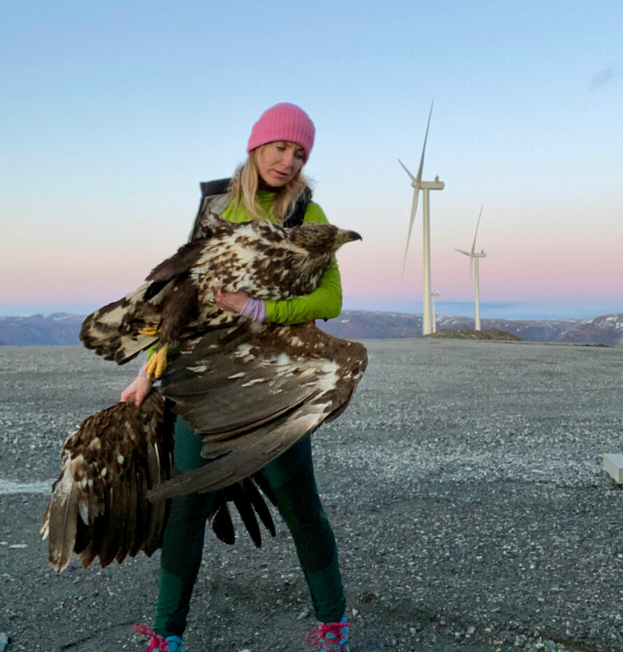 VINGELØST OFFER: Line Harbak i Naturvernforbundet i Åfjord, Trøndelag, med en havørn drept av et rotorblad på Harbakfjellet. Ørnens vinge ble funnet 50 meter unna der fuglen lå.