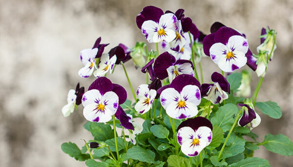 FØRST UT: Stemorsblomster av ulike slag er noe av det første mange planter ut i pottene på våren.