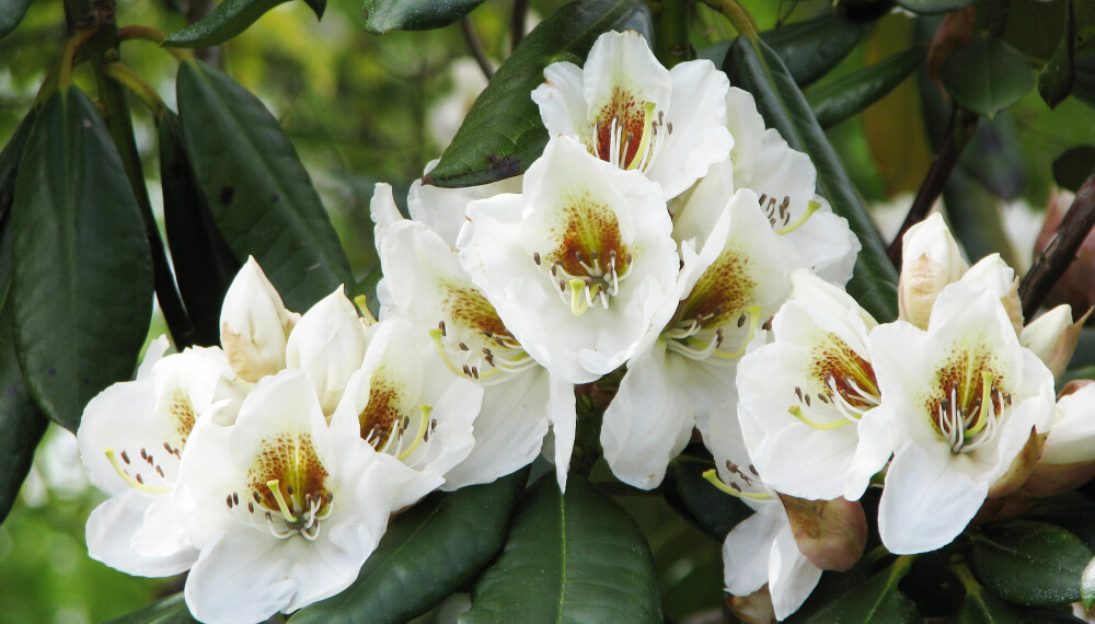 <b>HVIT:</b> Rhododendron 'Phyllis Korn' har store blader og prangende, kremhvite blomster.