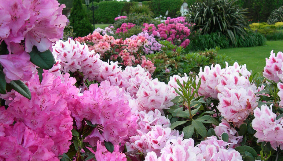 <b>ULIKE FARGENYANSER:</b> Det finnes et vell av rhododendron i ulike rosafarger. Hør med ditt lokale gartneri om hvilke type som trives i ditt klima.