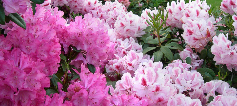 Vårtabben som kan spolere rhododendron-blomstringen