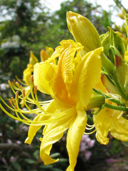 <b>STERK DUFT:</b> Gullazaleaens blomster vokser i store, fyldige klaser, og duften er kraftig.