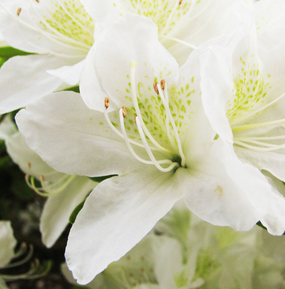<b>RIKTBLOMSTRENDE:</b> Azalea 'White Lady' er en liten, kompakt busk med så rik blomstring at du nesten dekker ser de grønne, små bladene.