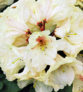 <b>KREMGUL: </b>Rhododendron 'Goldbukett' blir omtrent én meter høy og bred.