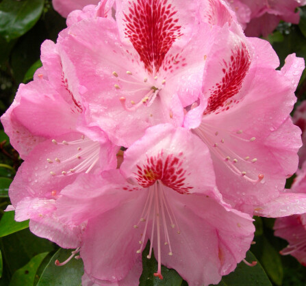 <b>TIDLIG: </b>I det meste av landet blomstrer rhododendron fra april til juni.