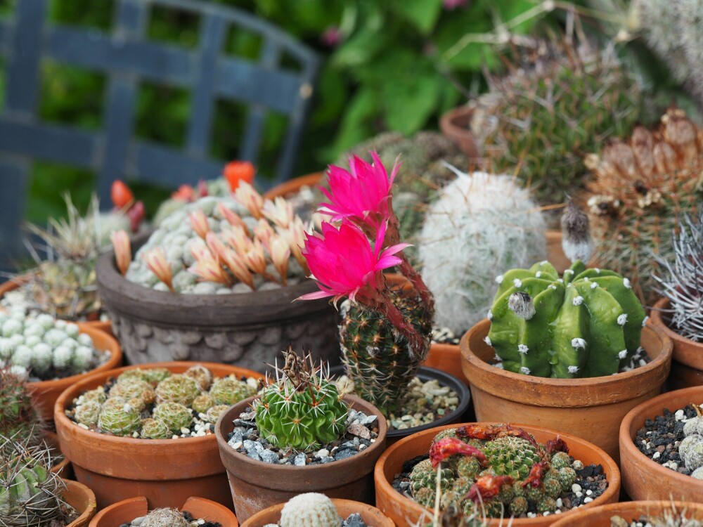 <b>LETTSTELTE KRUKKER:</b> Et lite bord med kaktus i sydveggen er kanskje den enkleste krukkehagen, siden den nærmest klarer seg selv hele sommeren. Med en kjølig og tørr vinter vil mange blomstre om sommeren.