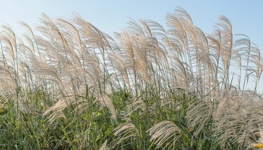 SILKEKINAGRESS: Vitenskapelig navn er Miscanthus sinensis.