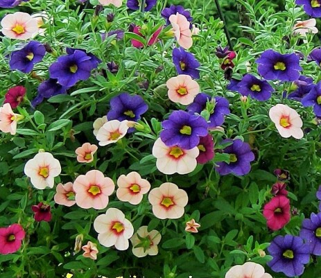 <b>PETUNIA: </b>En fargerik ampel med petuniasorten 'Million Bells' i flere farger.