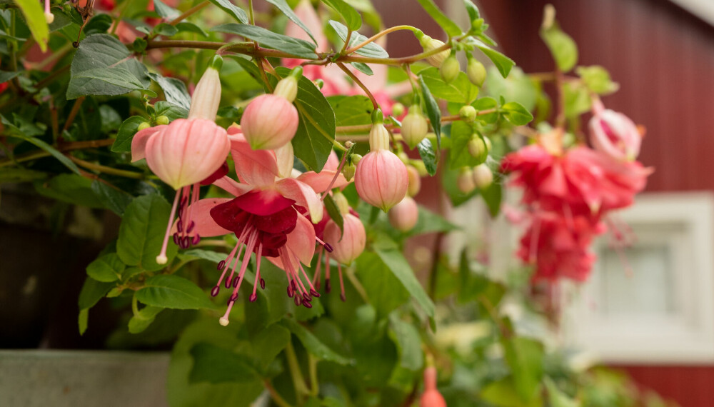 <b>FUCHSIA: </b>Og kalt Tåre. Trives i halvskyggen og blomstrer rikt selv om morgensolen kun sveiper innom.