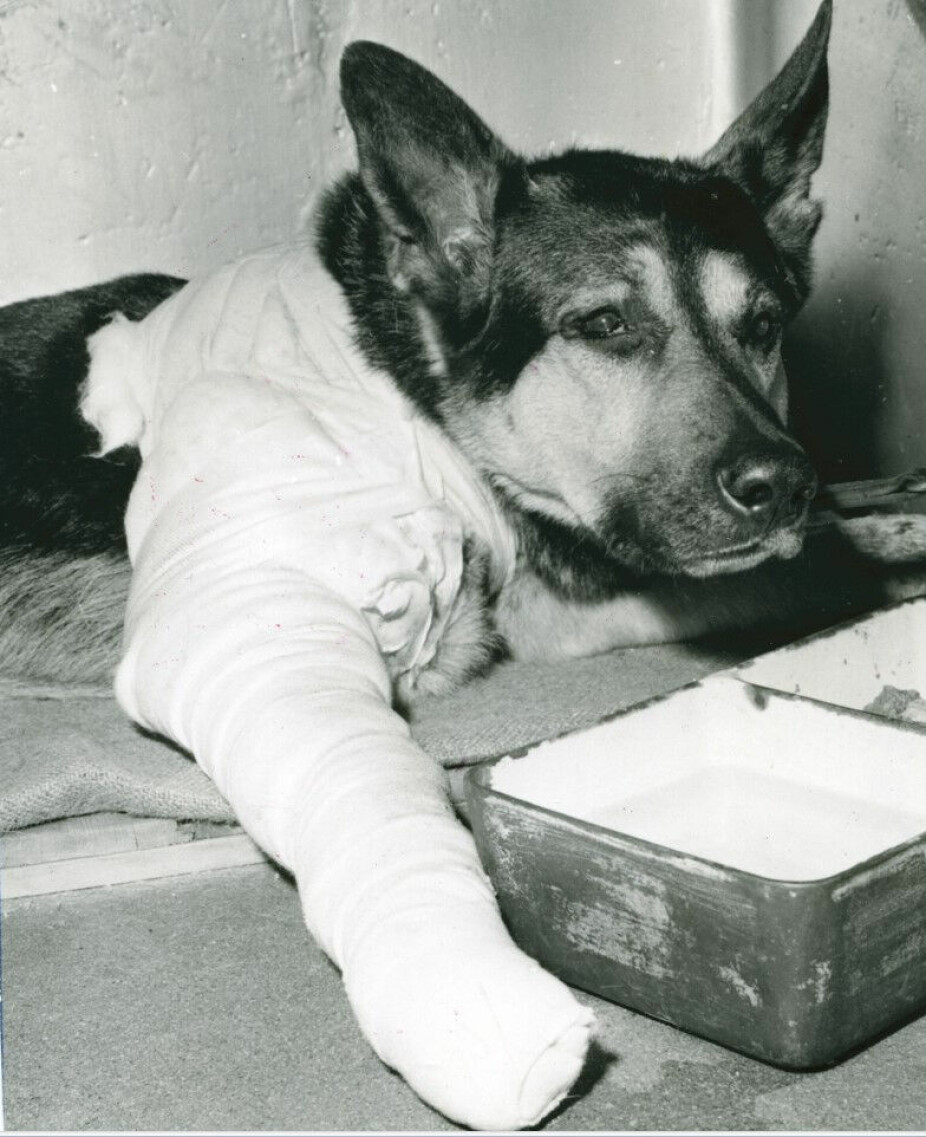 <b>HELT I PELS:</b> Politi­hunden Peik hviler ut på Statens veterinærhøyskole etter behandling for skudd­skaden. 