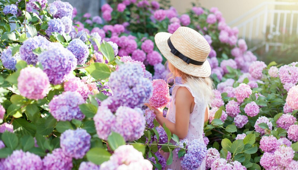 <b>FAVORITTEN HORTENSIA: </b>Ikke rart mange har en hortensia eller ti i hagen om sommeren. De store, fargerike blomstene gjør mye ut av seg.