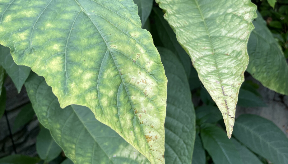 <b>TYDELIG TEGN:</b> Misfargede og blasse blader kan tyde på næringsmangel. Her er det Brugmansia som tydelig viser at den er sulten og trenger mer næring.