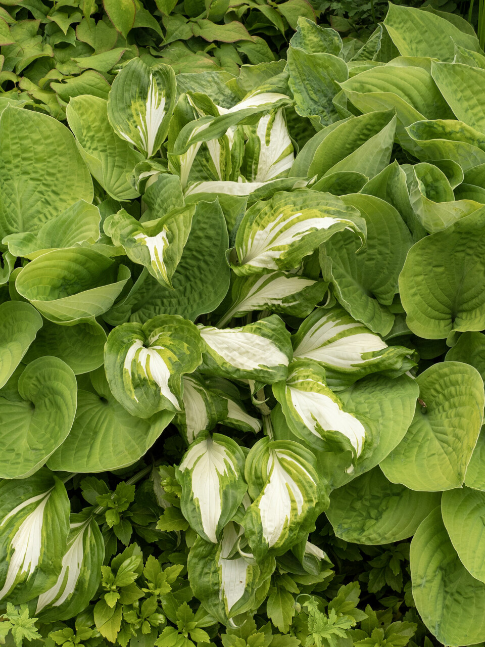 HOSTA: Bladliljen kan klippes ned på høsten når bladene visner ned.