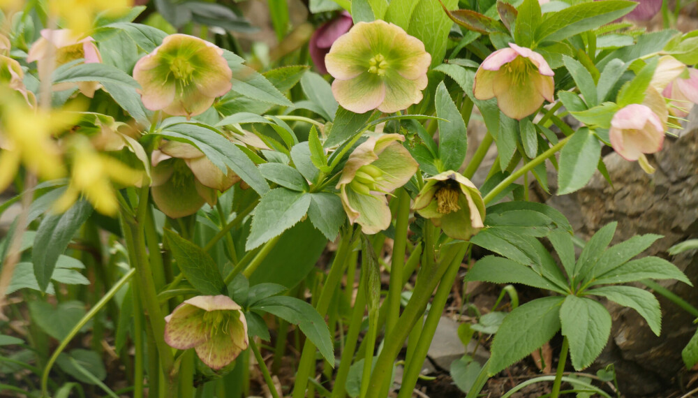 <b>JULEROSE: </b>Vær obs på at hele planten er giftig, så pass på at for eksempel ikke katten spiser på planten.