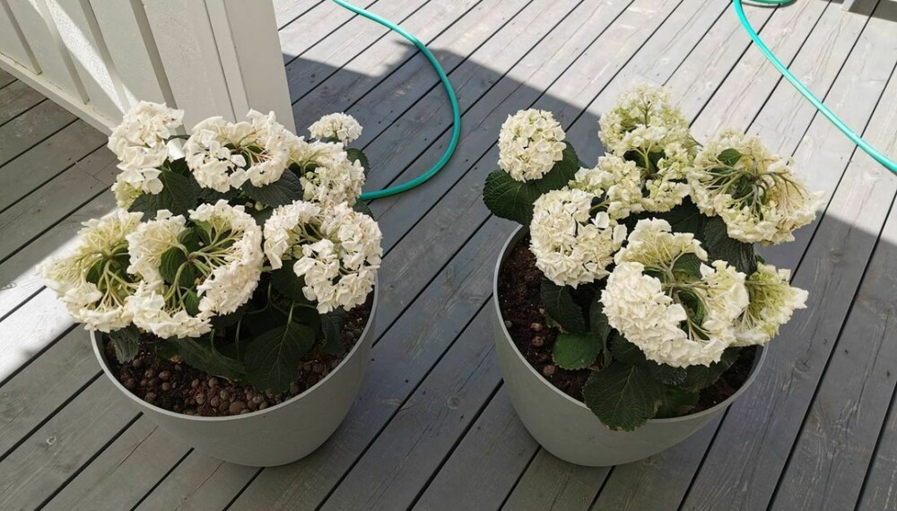 <b>HORTENSIA-PROBLEM 4: </b>Blomstene blir slappe.