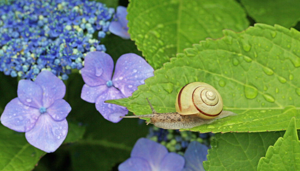 <b>HORTENSIA-PROBLEM 8: </b>Snegler på plantene.