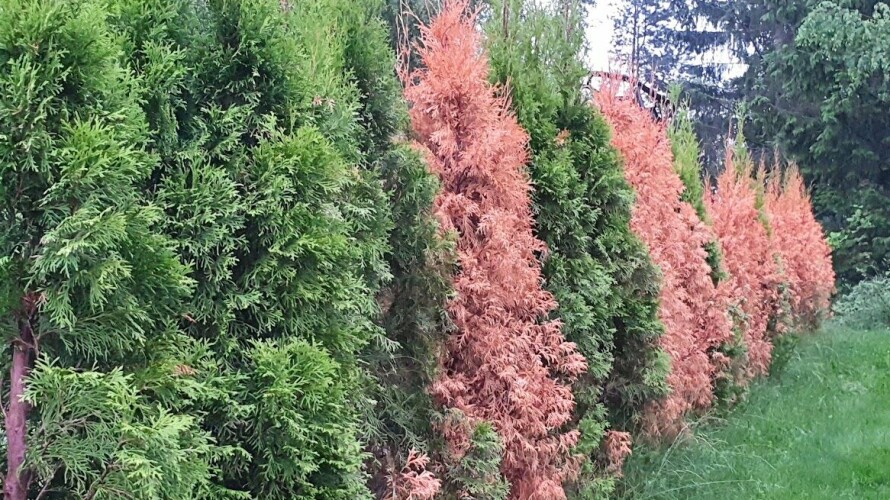 «SVIDD» TUJA: Dersom dette skjer med tujaen din, er gode råd dyre.