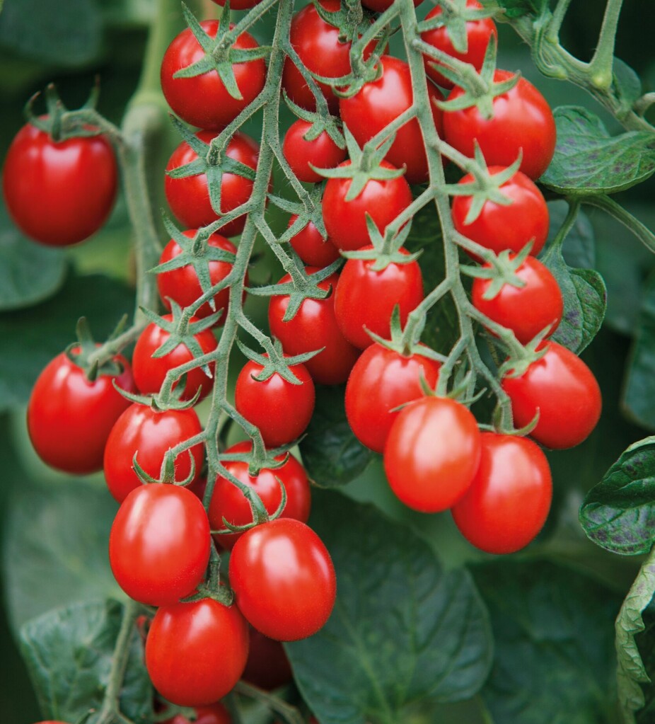 <b>GODE OG SØTE:</b> Mange tomater er F1-hybrider og egner seg derfor ikke til frøsanking. Vil du ta frø av noen skikkelige gode tomater, bør de være frøekte for å sikre like god avling og smak neste år. Frøpakke fra Weibulls.