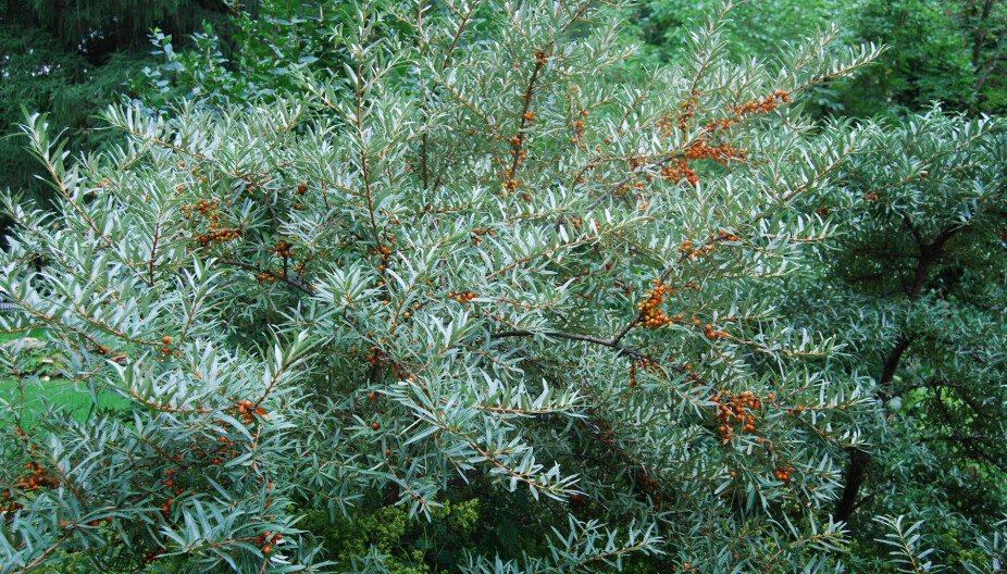 <b>TINDVED:</b> H8 i innlandet og H7 ved kysten. Nøysom, 2-5 m høy, løvfellende busk med sølvfarget bladverk og oransjegule frukter.