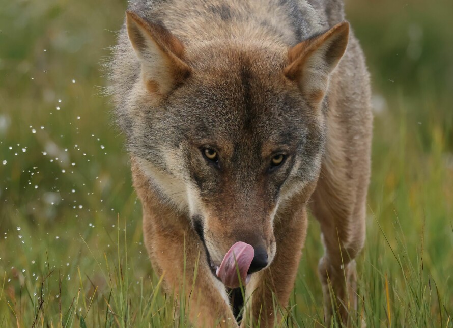 TILPASNINGSDYKTIG: Ulven er en tilpasningsdyktig art som finnes i mange ulike miljøer.