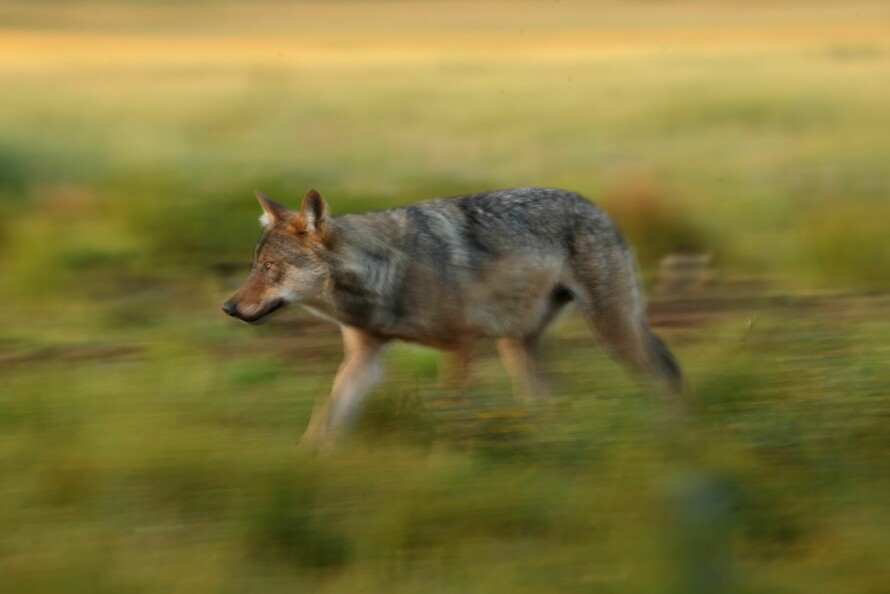 LANGDISTANSEULV: Ulven har enorm vandringskapasitet. En enslig ulv kan vandre over hele Skandinavia.