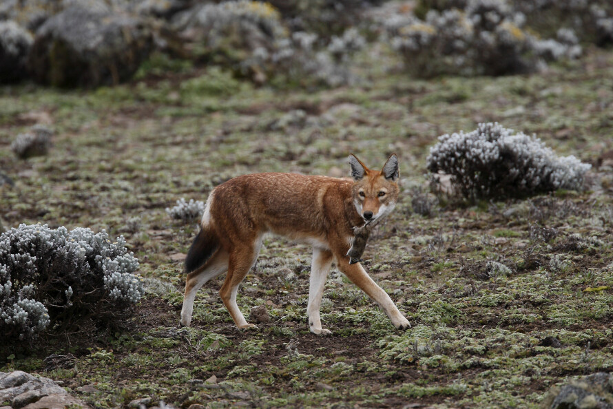 SMÅGNAGERE: Her har etiopiaulven fanget ei rotte, som det er mye av på høyslettene i Bale nasjonalpark i Etiopia.