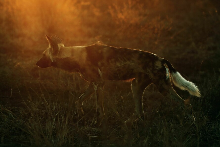 KRITISK: Den afrikanske villhunden har vært hardt etterstrebet, og bestanden er på et kritisk nivå.