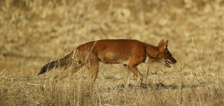 SOSIAL: Dholen er et svært sosialt hundedyr som lever i store klaner uten klart dominans-hierarki. Klanene består gjerne av rundt 12 individer, men det kjent flokker på opptil 40 individer. Den jakter om dagen, og byttet er gjerne mediumstore gressetere. Den forekommer i samme områder som både tiger og leopard.
